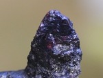 Pyrargyrite cystals (``ruby silver``)