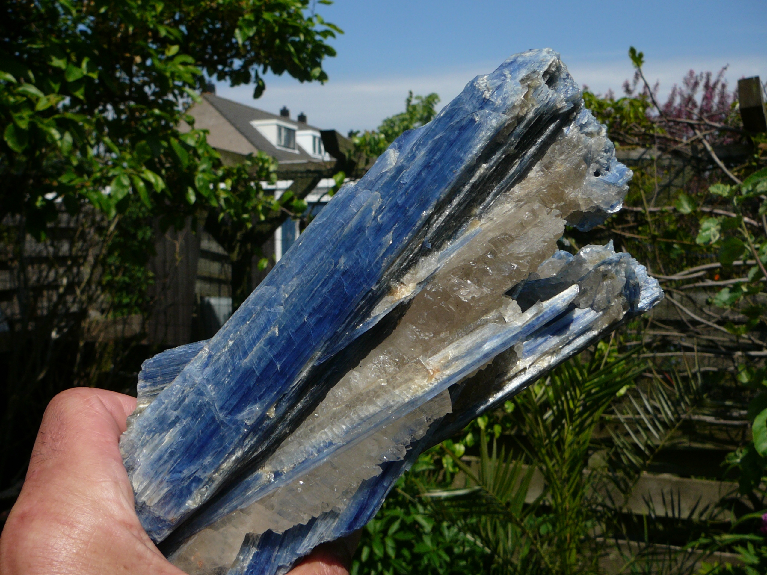 Blue kyanite crystals in a matrix of semi-transparent quartz