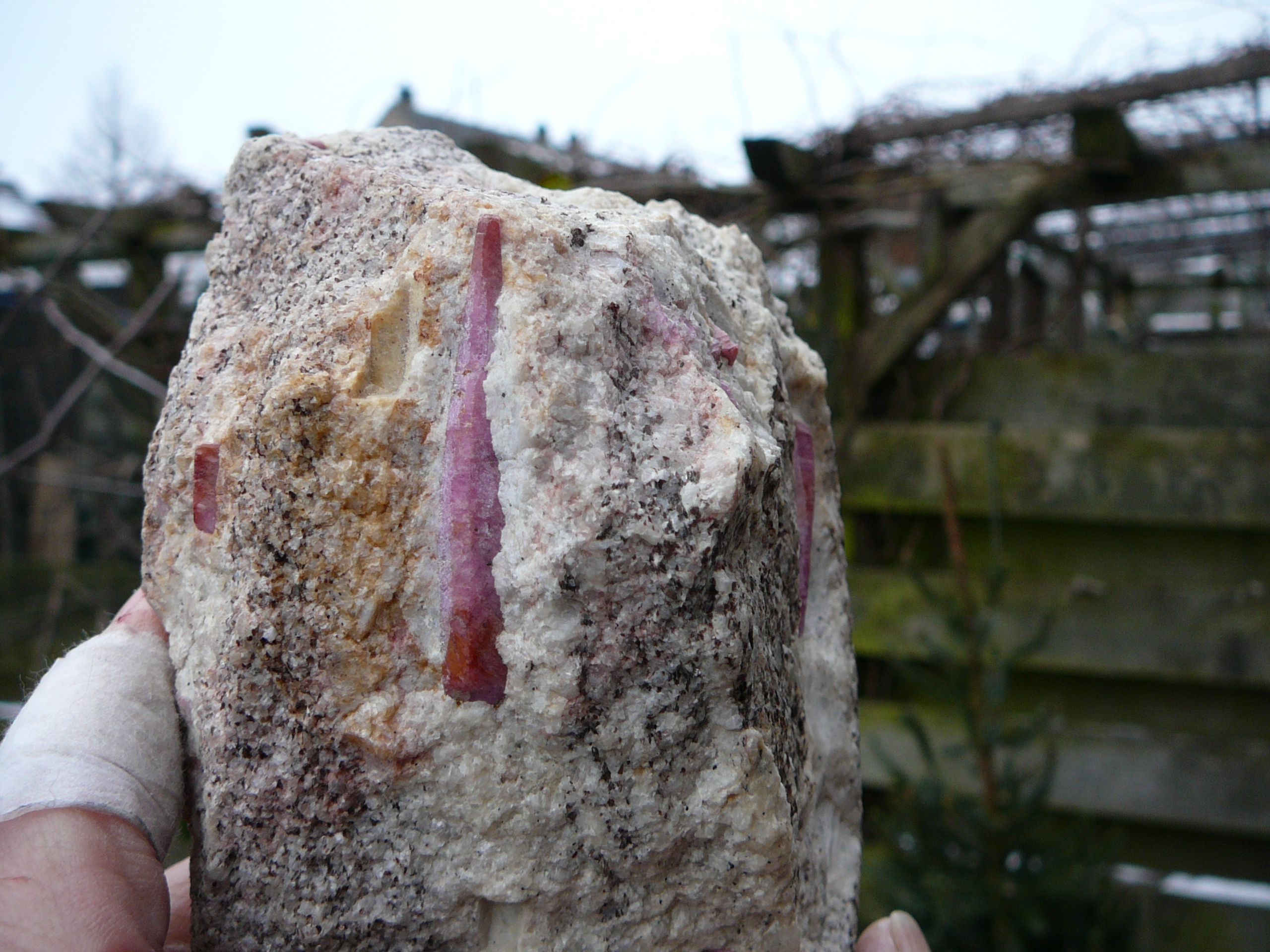 Red corundum (ruby) crystals embedded in migmatite