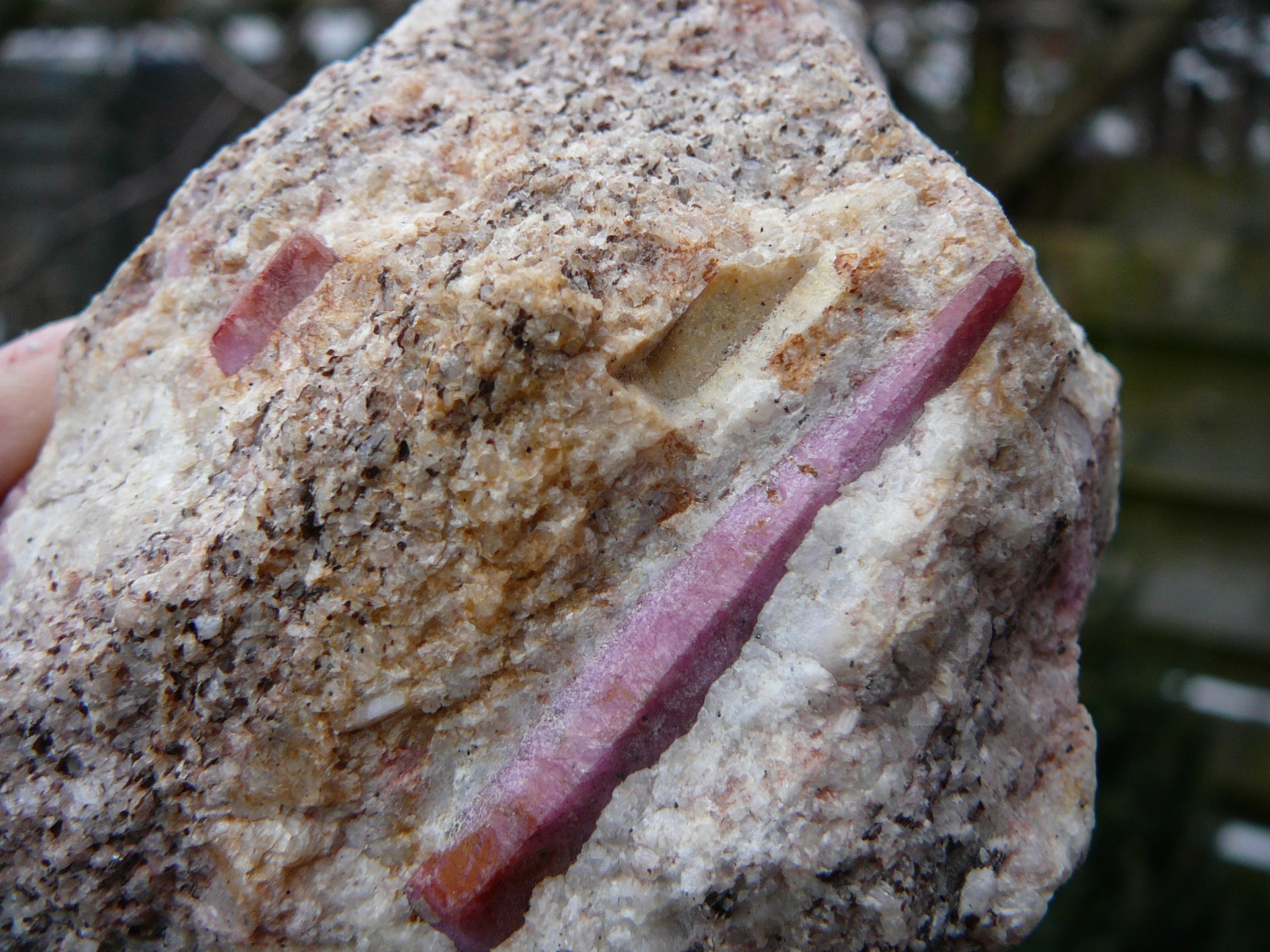 Red corundum (ruby) crystals embedded in migmatite