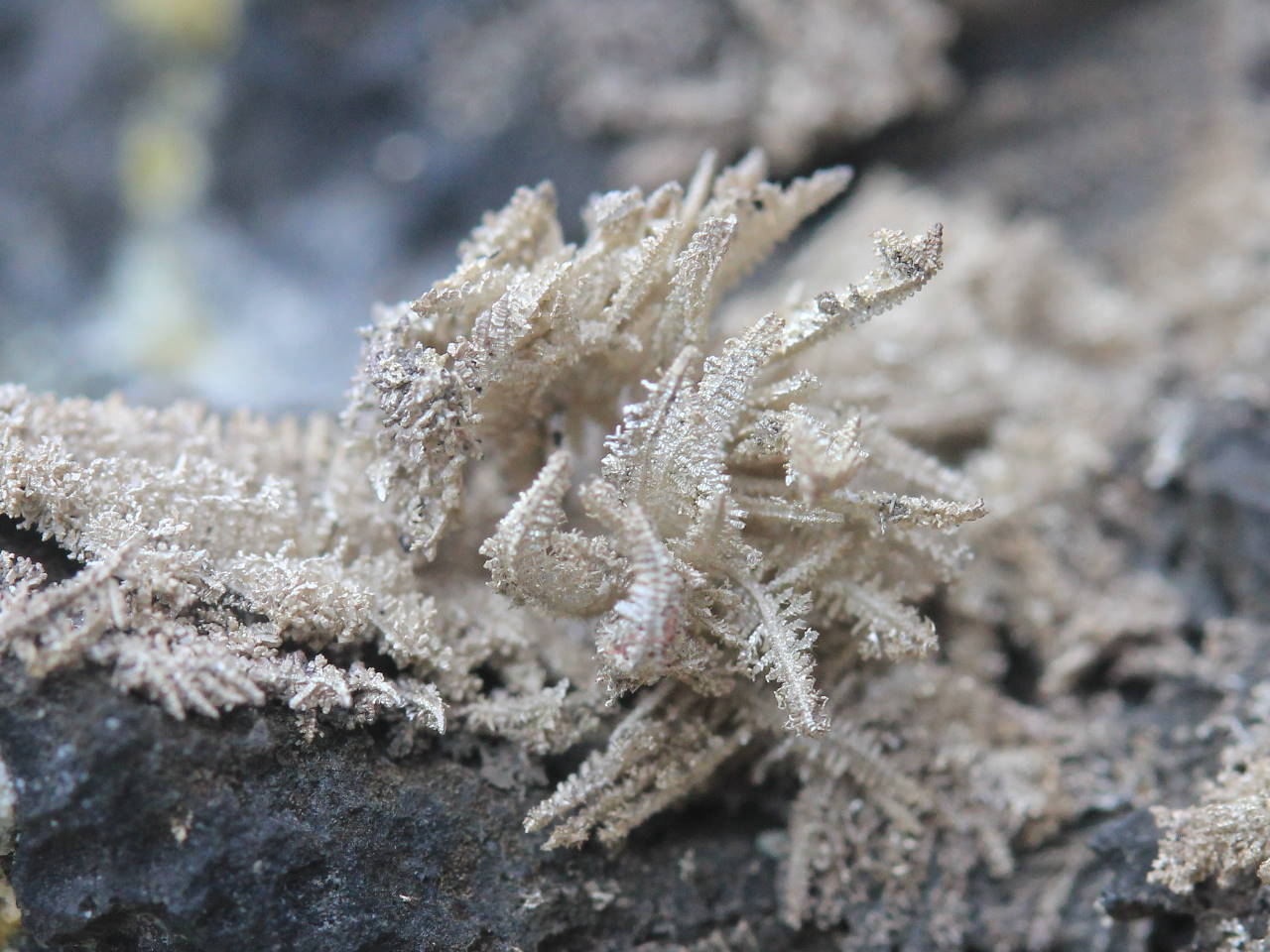 Native Silver